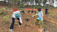 广西各族各界代表共植青年林