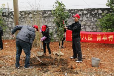 合山团市委组织团员青年、志愿者积极参加植树